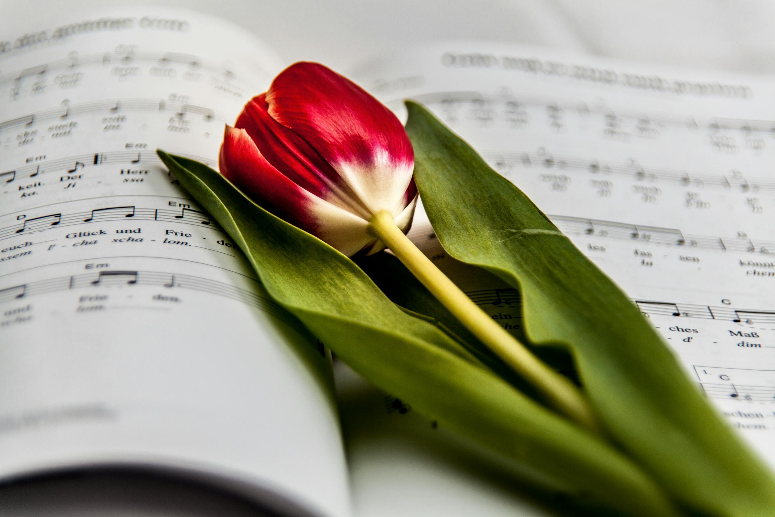 A vibrant red tulip lying on open music sheets, harmonizing nature and art.